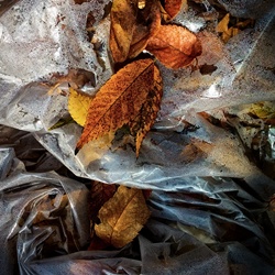 dailyPhoto28